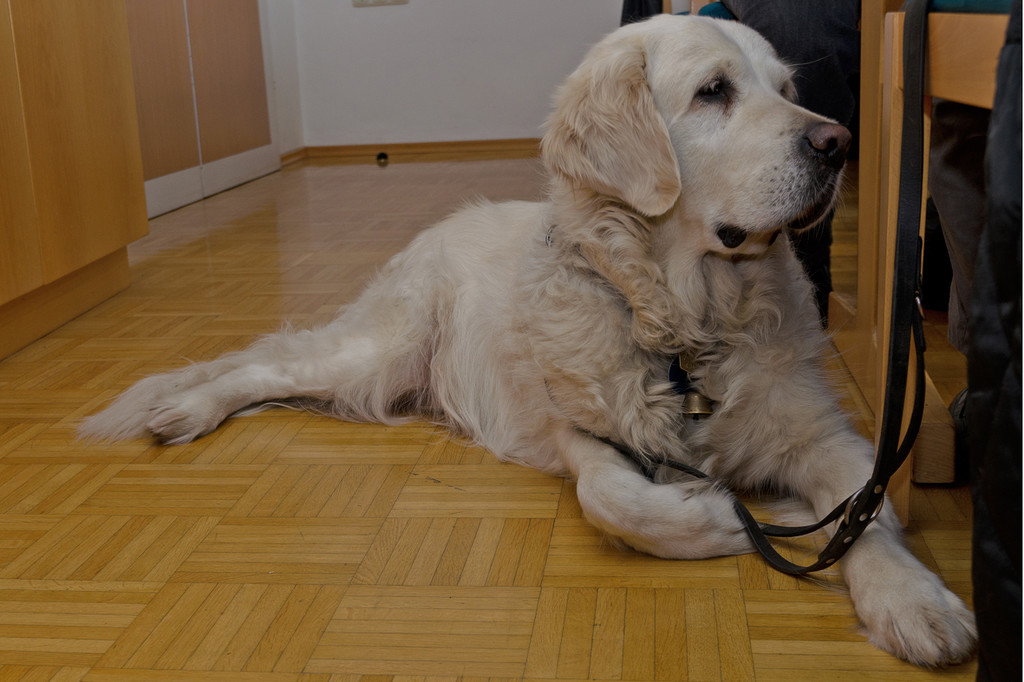 blindenhund_jpg-1364802613