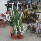 IMG_6042_JPG-1364803385