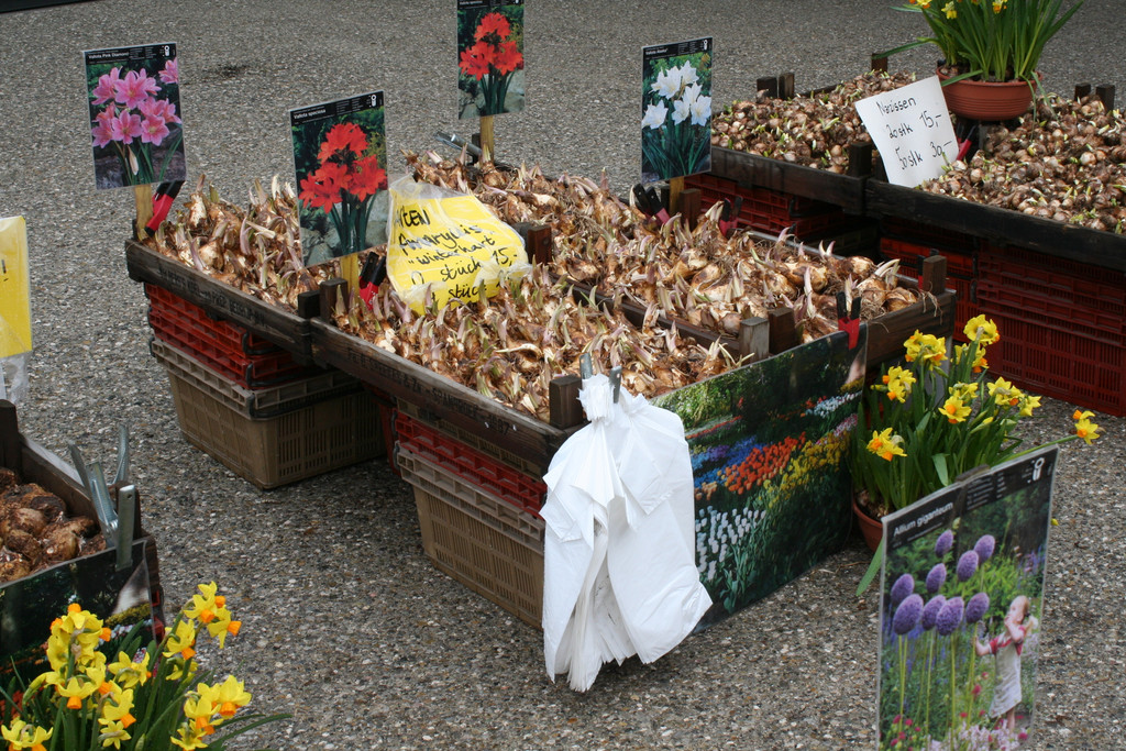 IMG_6047_JPG-1364803479