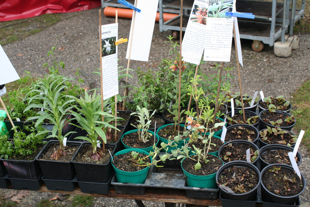 IMG_6070_JPG-1364803782