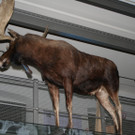IMG_6228_JPG-1364815707