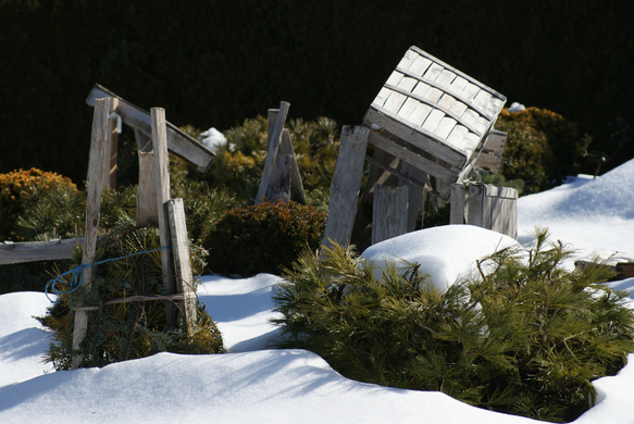 Pflanzen Winterfest im Garten Eberle Berta.JPG