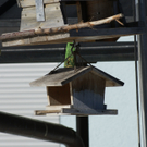 Vogelhaus bei Fam_ Eberle - Heimen.JPG