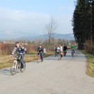 Baum fällt