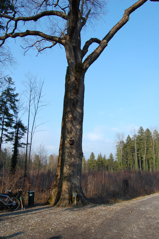 DSC_0572_JPG-1364836334