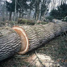 gefaellter_Baum_jpg-1364836732