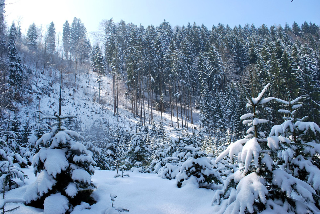 DSC_0024-1.jpg