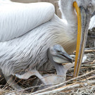 Nachwuchs bei den Krauskopfpelikanen im Tiergarten Schönbrunn