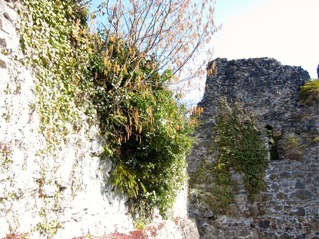 KOE_Tostner Burg16_jpg-1364932507