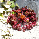 KOE_Tostner Burg18_jpg-1364932520