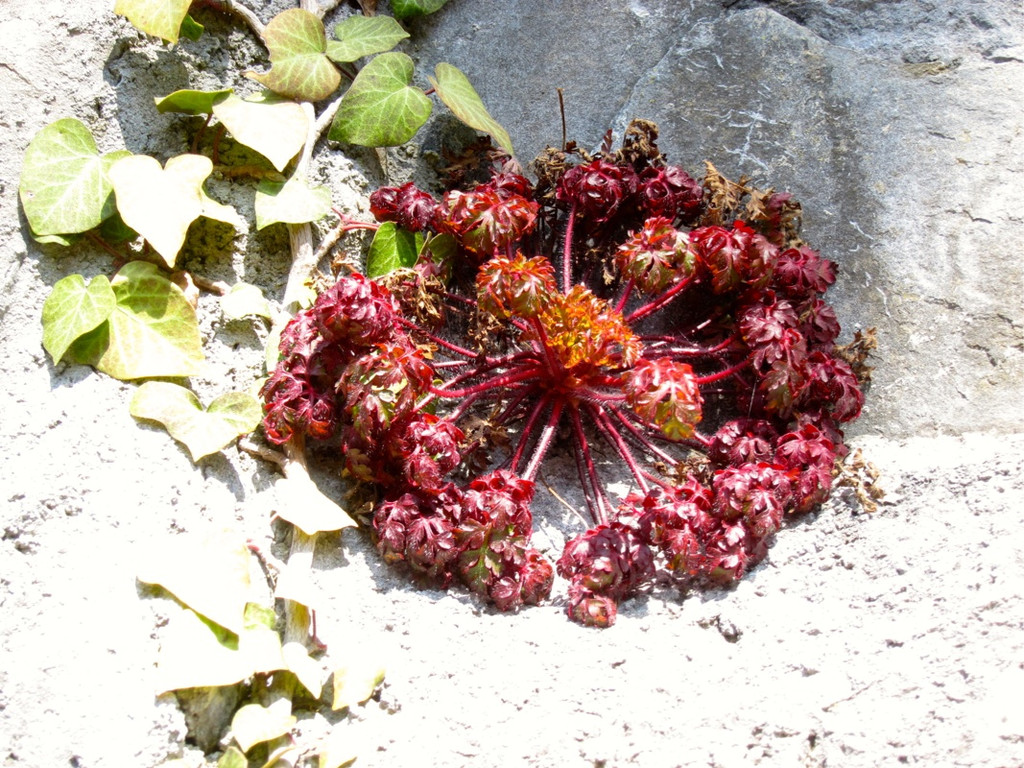 KOE_Tostner Burg18_jpg-1364932520