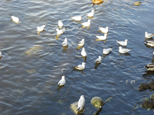 100_0460.jpg