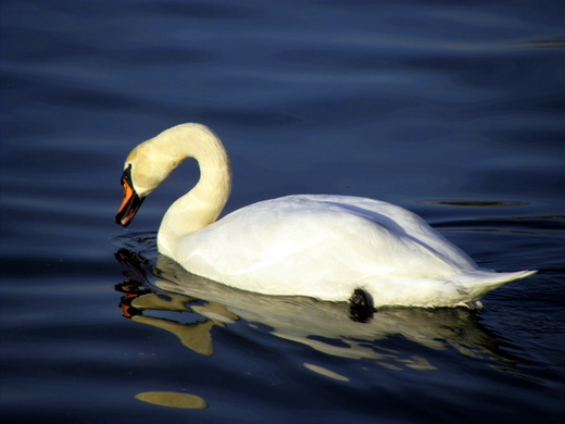 100_0475.jpg