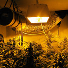 Cannabis-Indoor-Plantagen im Bezirk Mödling entdeckt