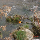 DSC00122.JPG