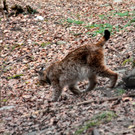 KOE_Wildpark JHV 2013 29_jpg-1365025302