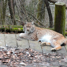 KOE_Wildpark JHV 2013 30_jpg-1365025307