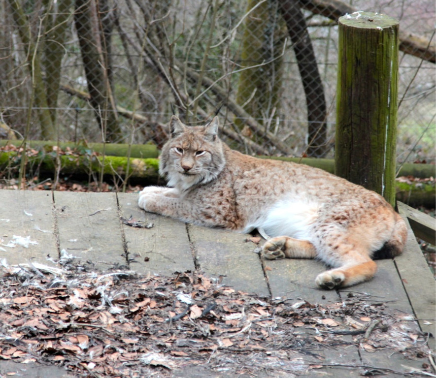 KOE_Wildpark JHV 2013 30_jpg-1365025307