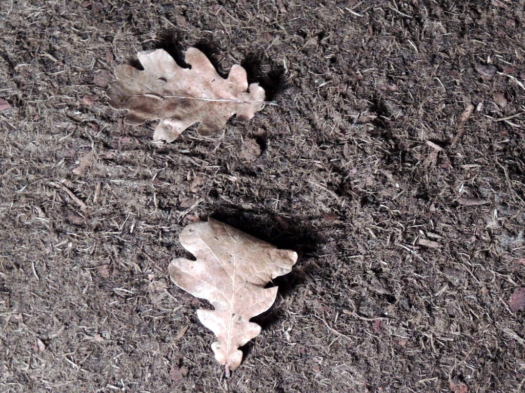 DSCN9291_JPG-1365029893