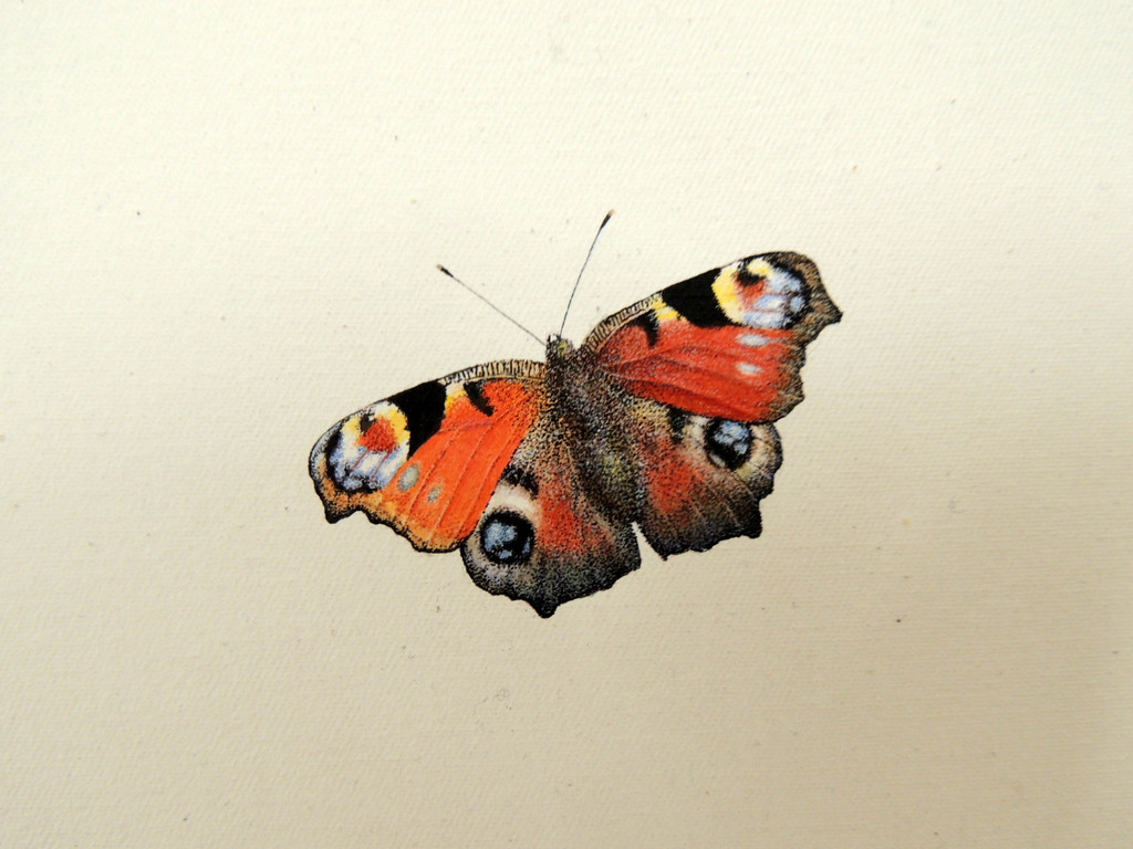 DSCN9308_JPG-1365029928