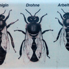 KOE_Bienenzuchtverein Feldkirch 21_jpg-1365104146