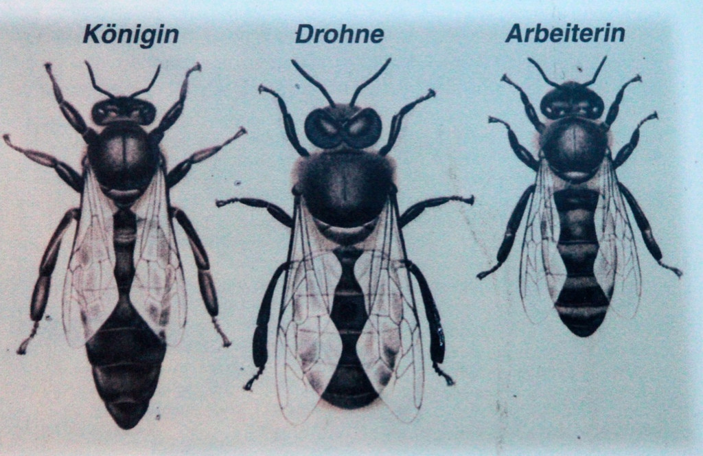 KOE_Bienenzuchtverein Feldkirch 21_jpg-1365104146
