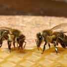KOE_Bienenzuchtverein Feldkirch 22_jpg-1365104149