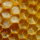 KOE_Bienenzuchtverein Feldkirch 23_jpg-1365104152