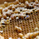KOE_Bienenzuchtverein Feldkirch 24_jpg-1365104159