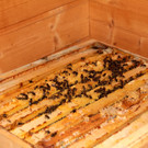KOE_Bienenzuchtverein Feldkirch 27_jpg-1365104176