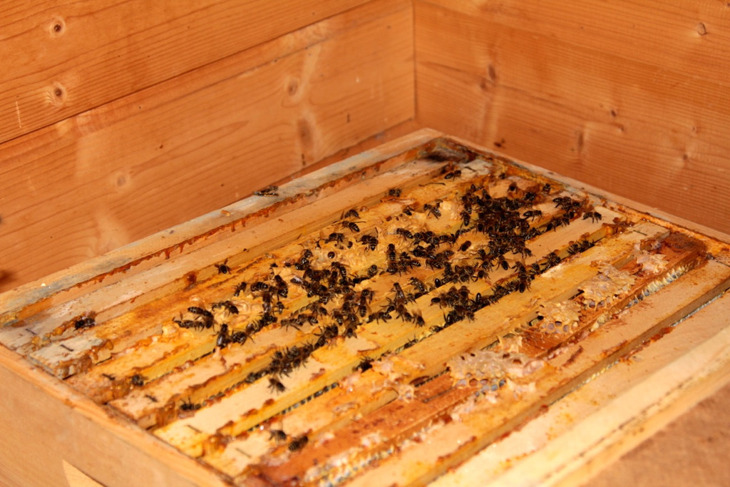 KOE_Bienenzuchtverein Feldkirch 27_jpg-1365104176