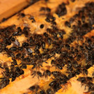 KOE_Bienenzuchtverein Feldkirch 28_jpg-1365104181