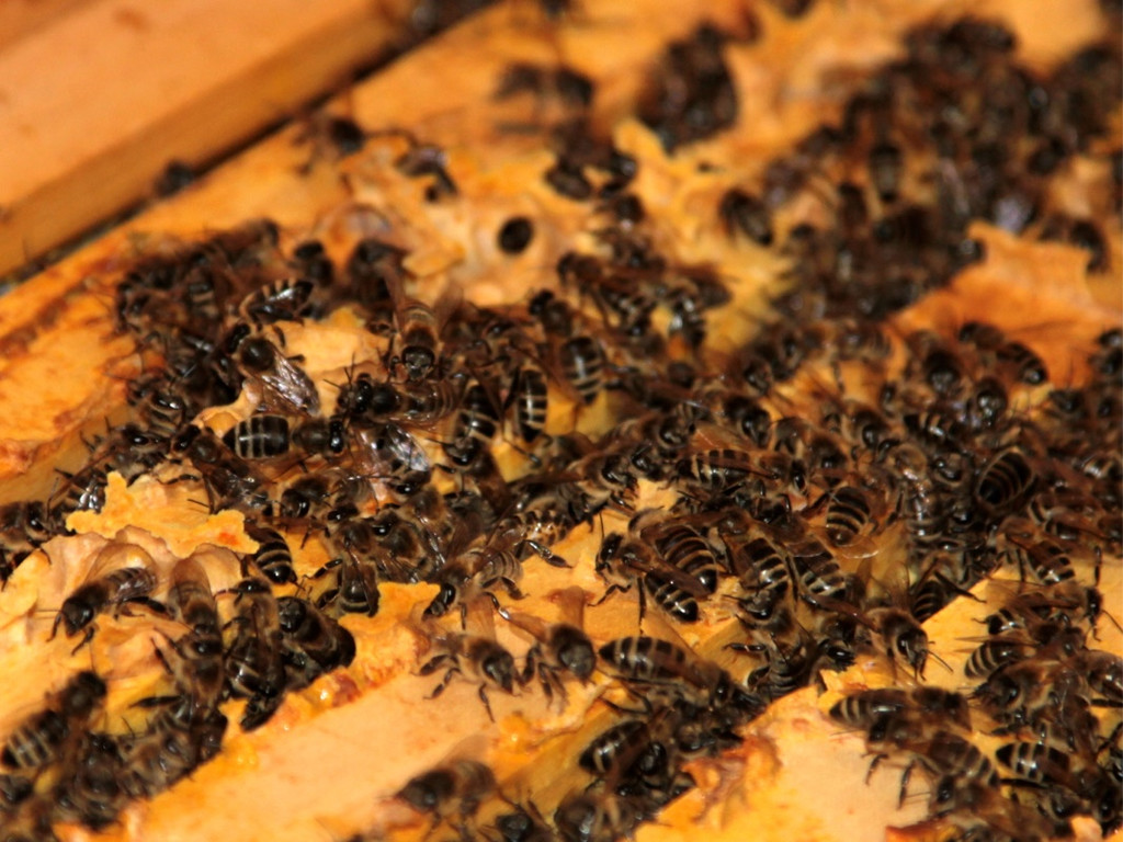 KOE_Bienenzuchtverein Feldkirch 28_jpg-1365104181