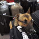 ABD0040-20130405.jpg