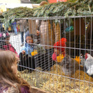 CIMG9288_jpg-1365191950