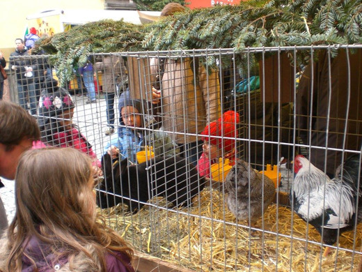 CIMG9288_jpg-1365191950