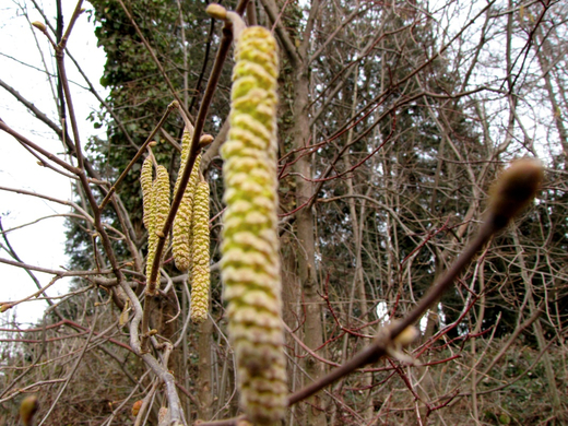 KOE-Fr__hlingsbeginnFeldkirch 19_jpg-1267119304