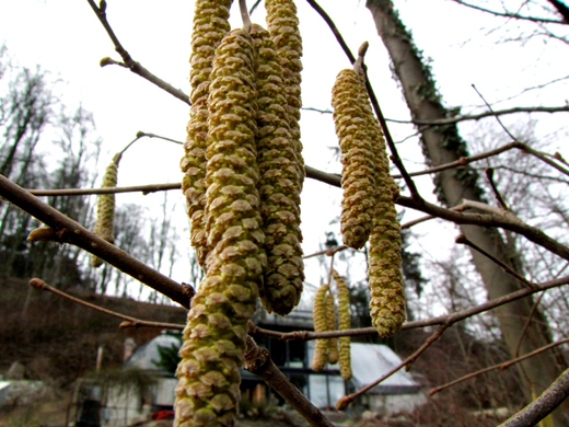 KOE-Fr__hlingsbeginnFeldkirch 20_jpg-1267119312