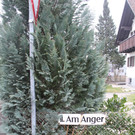 Am Anger1_jpg-1365354053