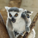 Katta-Nachwuchs im Tiergarten Schönbrunn