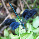Blaugeb__nderte_Prachtlibelle_Lukas Indermaur_JPG-1365429005