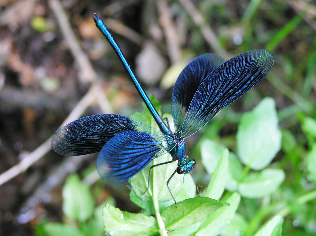 Blaugeb__nderte_Prachtlibelle_Lukas Indermaur_JPG-1365429005