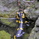 Feuersalamander_Lukas Indermaur_JPG-1365429023