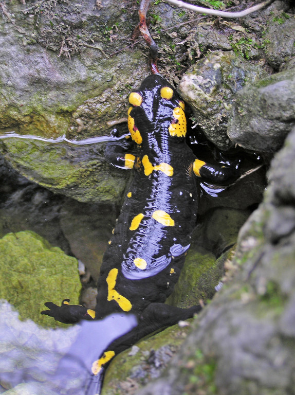 Feuersalamander_Lukas Indermaur_JPG-1365429023