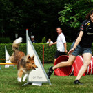 Spaß beim Agility