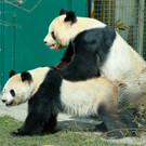 Die Pandas haben sich gepaart: Tiergarten Schönbrunn hofft auf Nachwuchs