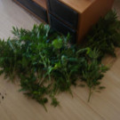 p40904Foto3.JPG