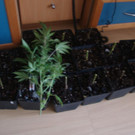 p40904Foto4.JPG