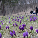IBD0766-20130408.jpg