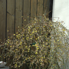 DSC_0505.JPG